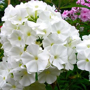 Флокс метельчатый "White Sparr"